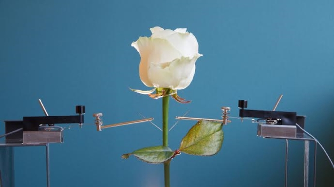 Ελληνίδα επιστήμονας δημιούργησε το πρώτο ηλεκτρονικό τριαντάφυλλο 